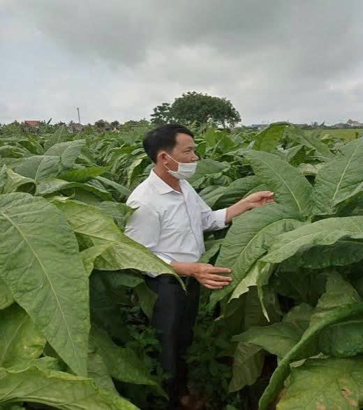 Thuốc Lào Quốc Dân