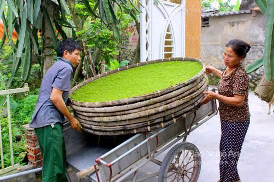 Khám Phá Quy Trình Chế Biến Thuốc Lào Tiên Lãng Cầu Kỳ Để Đạt Đăng Ký Chỉ Dẫn Địa Lý